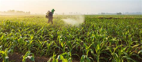 Foto de aplicación foliar de fertilizante en un cultivo