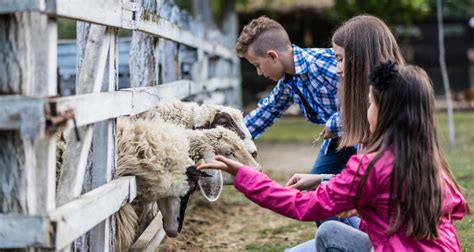 Niños alimentando a un cabrito en una granja escuela.