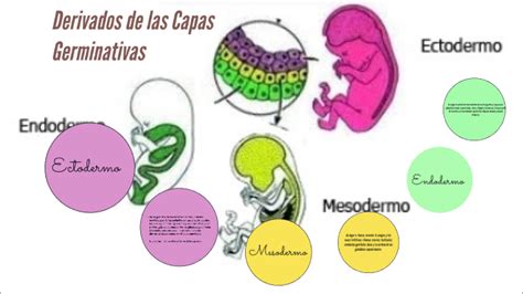 Ilustración detallada de las capas germinativas y sus derivados.