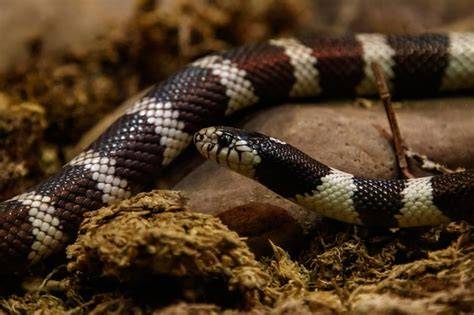 Serpiente rey de California (Lampropeltis getula californiae) cazando un crótalo