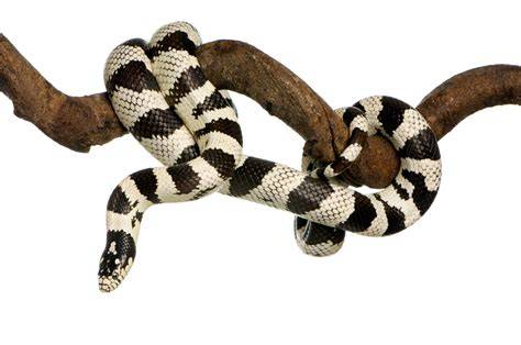 Diseño de terrario para una serpiente rey de California (Lampropeltis getula californiae)