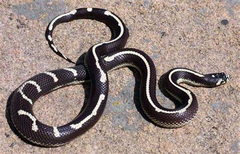 Cría de serpiente rey de California (Lampropeltis getula californiae) recién eclosionada