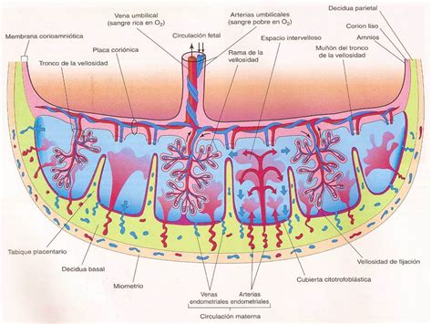 Esquema de la circulación placentaria y el flujo de sangre en el cordón umbilical