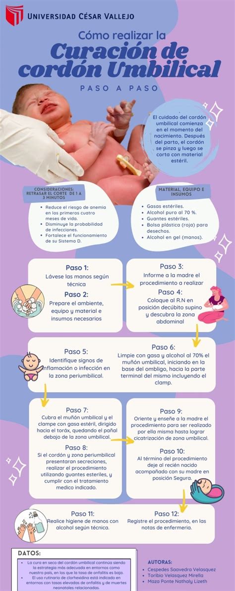 Esquema de las etapas de curación del cordón umbilical