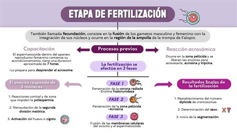 Esquema de un proceso de fertilización asistido por software