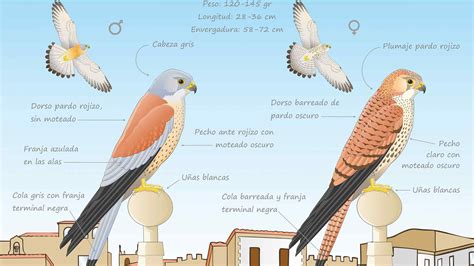 Ilustración comparativa de un cernícalo vulgar macho y hembra para mostrar dimorfismo sexual