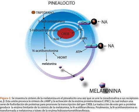 Esquema de la síntesis y metabolismo de la melatonina, incluyendo la vía noradrenérgica y las enzimas involucradas