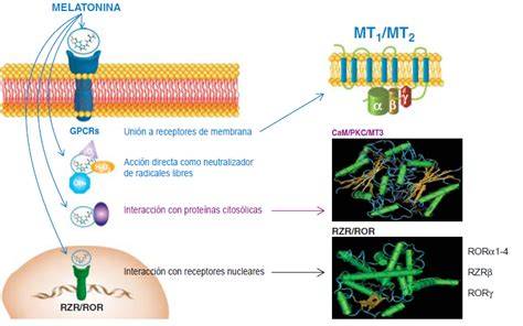 Ilustración de la localización y mecanismos de acción de los receptores MT1 y MT2 de melatonina en el sistema reproductor masculino