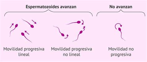 Micrografía de espermatozoides con indicadores de movilidad y posible efecto de la melatonina