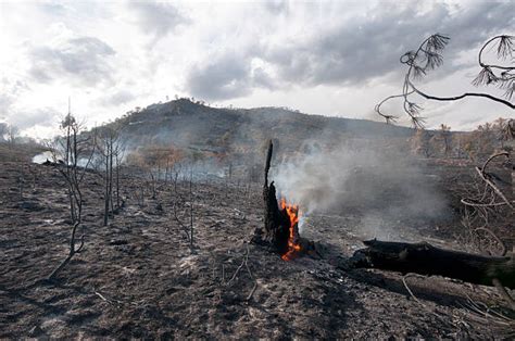 fotografía de un campo quemado tras un incendio forestal con ganado pastando