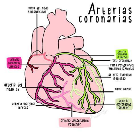 Esquema anatómico del sistema cardiovascular mostrando las arterias coronarias y el corazón