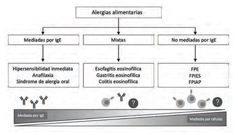 Esquema de las diferencias entre alergia IgE mediada y no mediada, incluyendo el tiempo de aparición de los síntomas y los tipos de reacciones corporales.