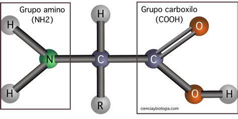 Diagrama de la estructura de una fórmula elemental con aminoácidos libres.