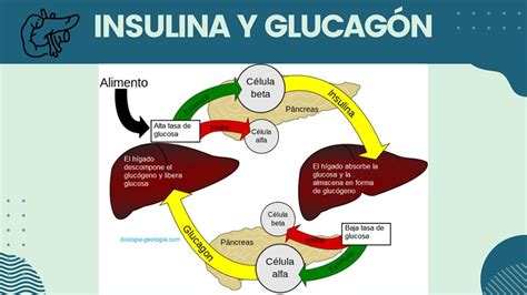 infografía que muestra el ciclo de la insulina y la glucosa durante el embarazo