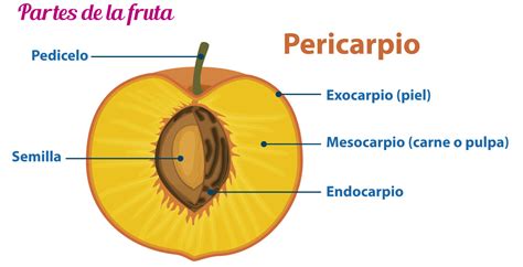Apertura del fruto para la extracción de la semilla de Prunus spp.