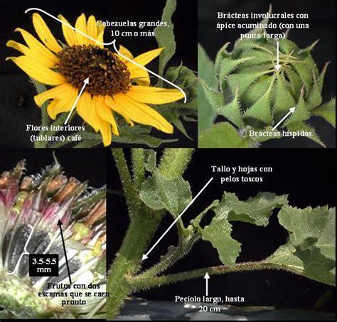Planta híbrida Helianthus annuus x Tithonia rotundifolia mostrando desafíos de aclimatación con floración inconclusa