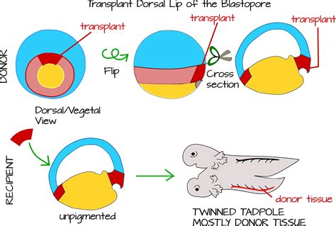Esquema del experimento de Spemann-Mangold mostrando el trasplante del labio dorsal del blastoporo y la formación de un segundo eje corporal inducido