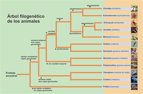 Árbol filogenético de relaciones animales, mostrando la posición de diversos filos