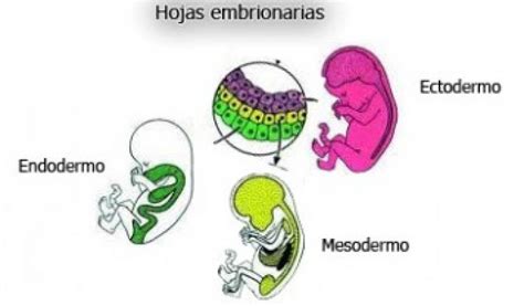 Diagrama de un embrión con las tres capas germinales y sus derivados iniciales, mostrando la relación del ectodermo con el saco amniótico