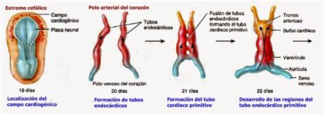 Embrión experimental con marcaje fluorescente de células precardíacas de la línea primitiva, mostrando su migración y posicionamiento para la formación del corazón