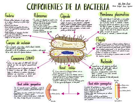 Esquema de las bacterias en un biberón mal lavado