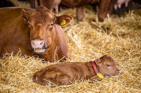 Esquema de la vaca y el ternero recién nacido, con la importancia de la primera toma de calostro