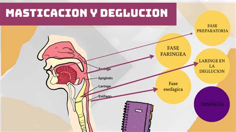 Esquema de las dificultades de masticación y deglución en adultos mayores