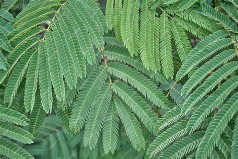 Esquema de las partes de la Albizia julibrissin: hojas compuestas, flores en racimo, legumbres