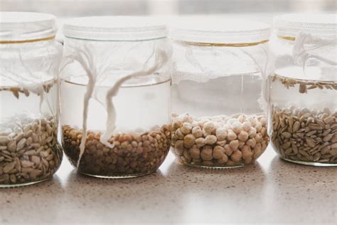 Proceso de escarificación y remojo de semillas de Albizia julibrissin para mejorar la germinación