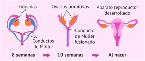 Esquema del desarrollo del aparato reproductor femenino en el feto en diferentes semanas de gestación