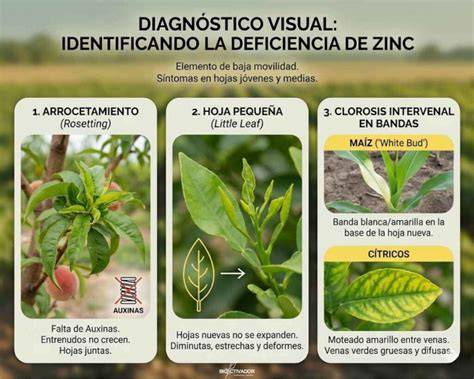 Infografía: Síntomas visuales de deficiencia de zinc en hojas jóvenes