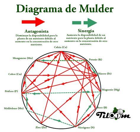 Diagrama de Mulder mostrando las interacciones entre nutrientes en el suelo