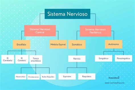 Infografía que muestra un diagrama del sistema nervioso, destacando las diferentes áreas (cerebro, médula espinal, nervios, músculos) donde pueden originarse problemas que lleven a la hipotonía.