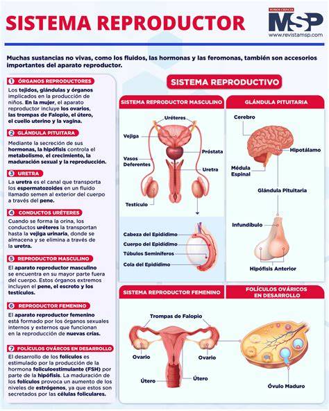 Esquema general del sistema reproductor masculino