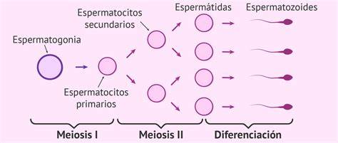 Ilustración de las fases de la espermatogénesis