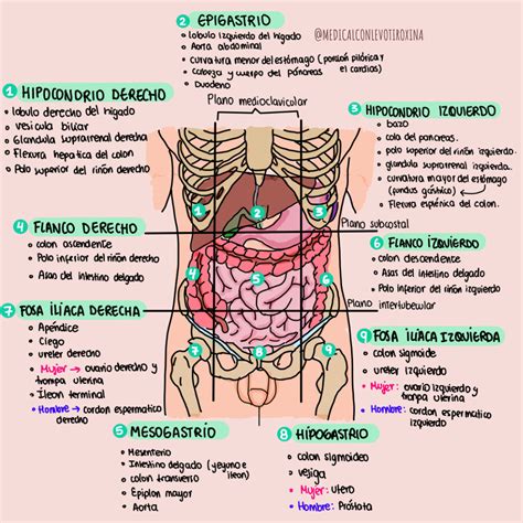 Diagrama anatómico del abdomen destacando la región umbilical y los órganos digestivos circundantes.