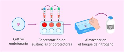 Diagrama: Proceso de recolección y criopreservación de la sangre de cordón umbilical