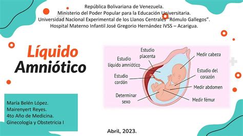 Esquema conceptual de un útero artificial: una bolsa sellada con líquido amniótico y conectada a un oxigenador externo que simula la función placentaria.