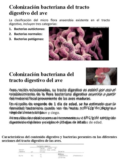Esquema sobre la colonización bacteriana del intestino infantil desde el parto hasta el primer año de vida.