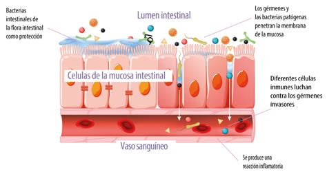 Esquema sobre la función del moco intestinal: lubricación, protección contra patógenos y facilitación del tránsito de las heces.