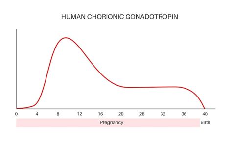 Infografía comparando la concentración de hCG en la orina de la mañana y a lo largo del día.