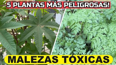 Collage de imágenes de plantas como el tártago, corona imperial y narcisos, conocidas por repeler topos