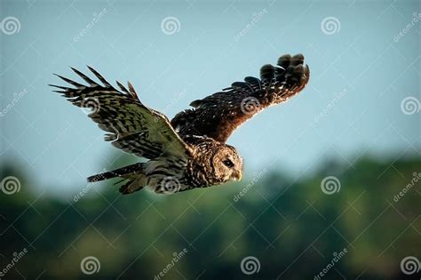 Ilustración de un búho (depredador natural) sobrevolando un campo al atardecer