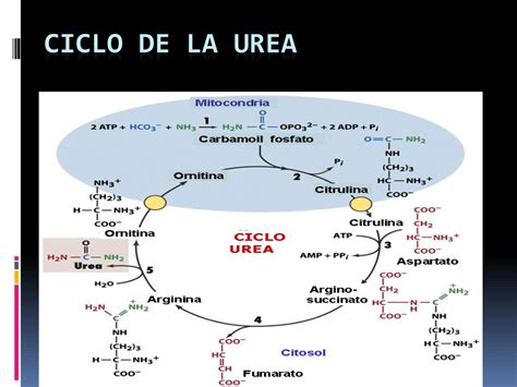 Diagrama del ciclo de la urea mostrando las enzimas y metabolitos principales