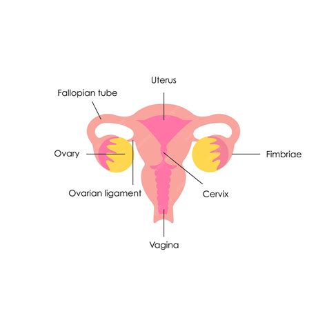 Diagrama anatómico del útero femenino