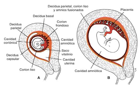 Corte transversal de la placenta mostrando las vellosidades coriónicas y la sangre materna