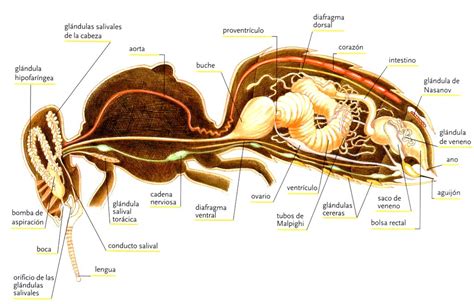 Esquema anatómico de una abeja obrera mostrando la ubicación de las glándulas cereras en el abdomen.