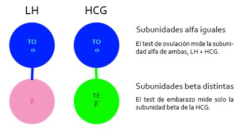 Esquema de la estructura de la hormona HCG con sus subunidades alfa y beta