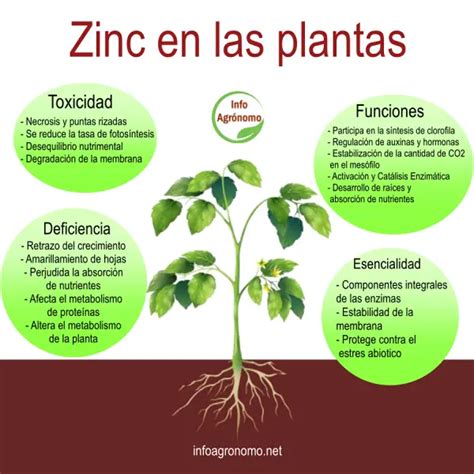 Esquema de las funciones del zinc en la fisiología vegetal