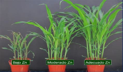 Imágenes comparativas de plantas con y sin deficiencia de zinc